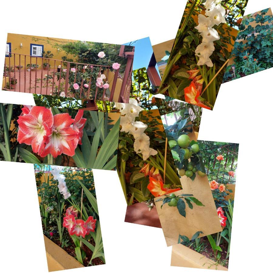Casa Maestro Lelo - Acogedora Casa Rural Canaria Con Patios Y Jardines De Flores Las Palmas de Gran Canaria Eksteriør bilde