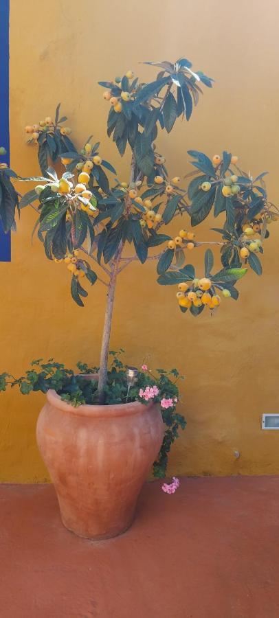 Casa Maestro Lelo - Acogedora Casa Rural Canaria Con Patios Y Jardines De Flores Las Palmas de Gran Canaria Eksteriør bilde